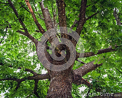 A view from below into the crown of a branched tree Stock Photo