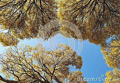 View from below of lush crowns of tall trees against blue sky. Natural autumn background, Stock Photo