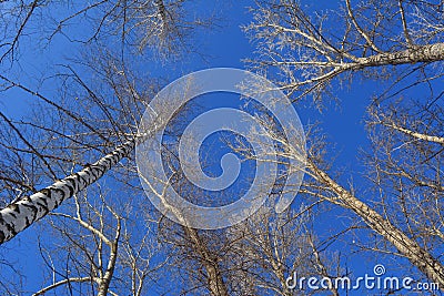 View from below on tree tops on the background of bright blue sky Stock Photo