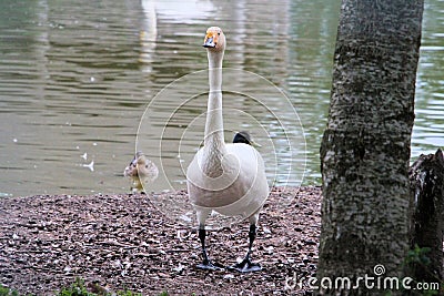 A view of a Bewick Swan Stock Photo