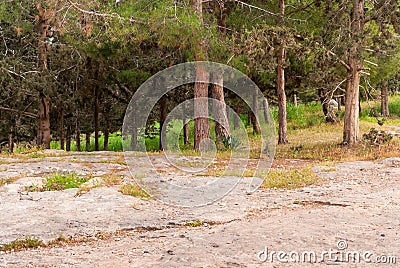 View on biblical landscape Hadid. Stock Photo