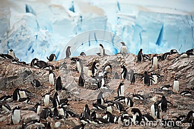 View of a big group of Gentoo penguins standing on rocks against a cloudy sky in Antarctica Stock Photo