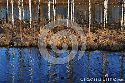 View of the birch trunks on a small island in the pond, a lot of ducks, circles on the blue water and reflection of trees Stock Photo