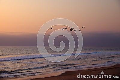 View of birds in flight against beach in Namibe desert Stock Photo