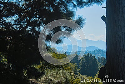 View on black colorful sea in sun light through pine trees and bushes during sunny day as subtropical landscape Stock Photo