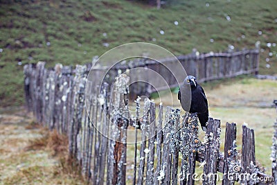 View of a Black Currawong bird, a large passerine bird endemic to Tasmania Stock Photo