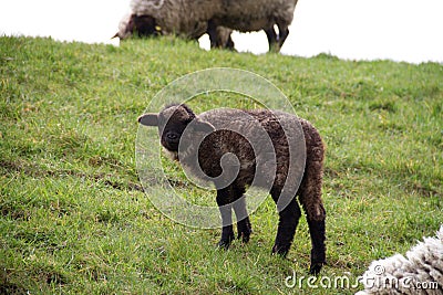 View on a black little sheep on a grass area in rhede emsland germany Stock Photo