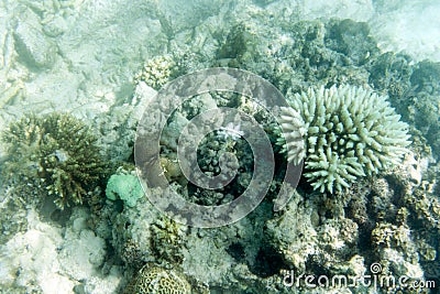 View of bleaching corals Stock Photo
