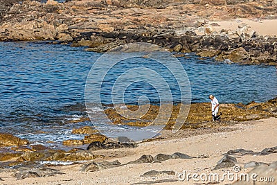 View of a blond and senior woman strolling on the rocky beach with her small black pet dog Editorial Stock Photo