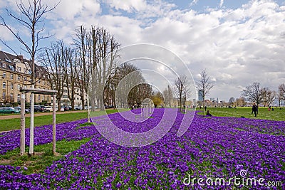 Blooming Blue Purple Crocus flowers field in DÃ¼sseldorf, Germany. Editorial Stock Photo