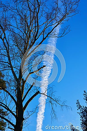 View of blue sky with clouds line and tree. Ecological concept Stock Photo