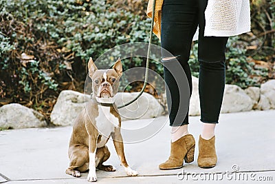 Pet Dog Boston Terrier Sits Beside His Female Owner View of Female Legs Stock Photo