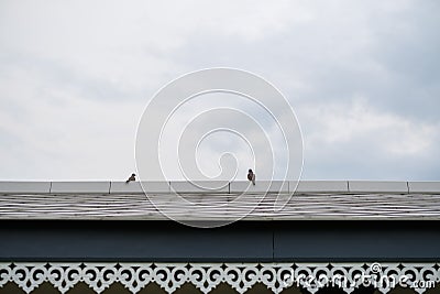 View from botton to the rooftop,two birds on roof Stock Photo