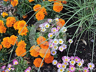 View of bright orange and pink flowers in sunny summer Tallinn Stock Photo