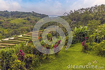 A view brightly colored plants in front of rice terraces in the highlands of Bali, Asia Stock Photo