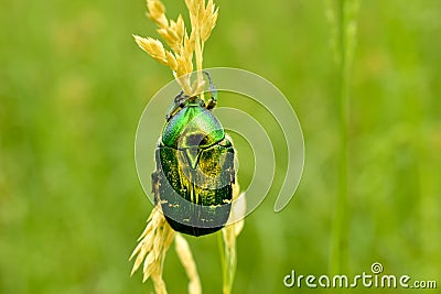 View of the Bronzovka beetle sitting on the grass. Stock Photo