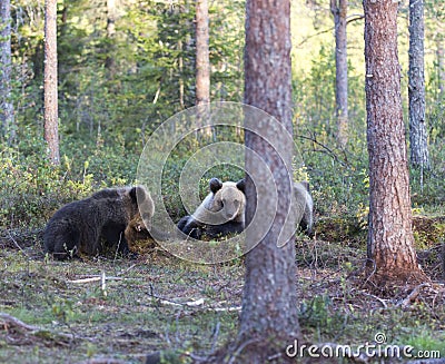 View of brown bear during summer Stock Photo