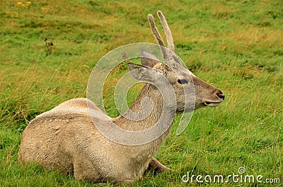 Animals in Captivity - Bukhara Deer Stock Photo