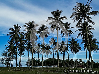 View bunch of coconut tree in malaysia Stock Photo