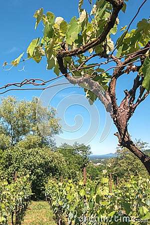 View of a bunch of grapes in a vineyard fields Stock Photo