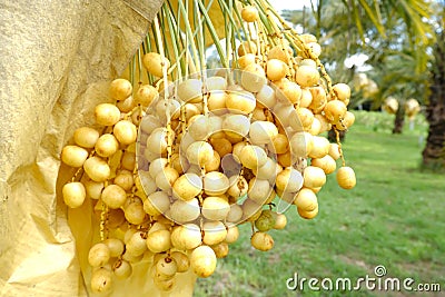 A view of bunches of fresh yellow dates palm. Stock Photo