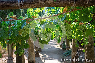 View of a bunches of grapes still green, on agricultural fields with vineyards Stock Photo