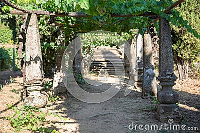 View of a bunches of grapes still green, vineyards on top at the path, old stone pillars and stairs Stock Photo