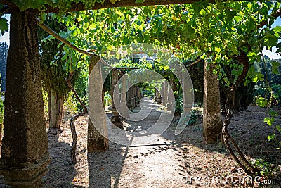 View of a bunches of grapes still green, vineyards on top at the path, old stone pillars and structure Stock Photo