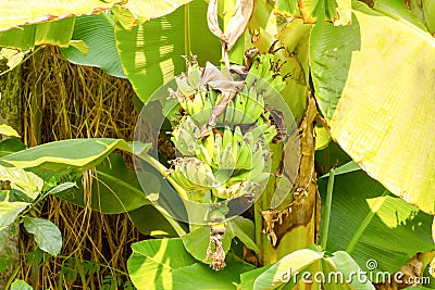 View of bundle green raw banana Stock Photo