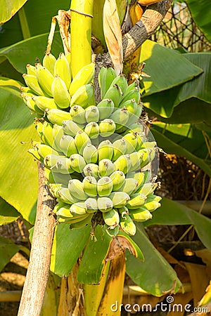 View of bundle green raw banana Stock Photo