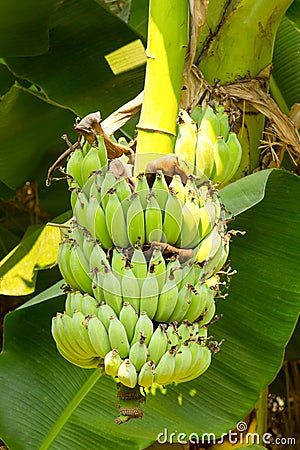 View of bundle green raw banana Stock Photo