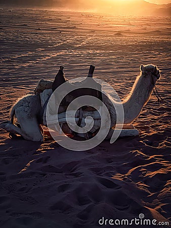 The view of camel in the Wadi Rum Dessert Stock Photo