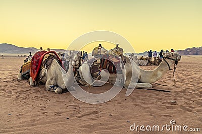 A view of camels and the glow of the sunrise in the desert landscape in Wadi Rum, Jordan Stock Photo