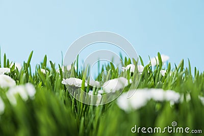 View of camomiles and grassplot Stock Photo