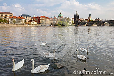View of Charles bridge and historical center of Prague, buildings and landmarks of the old town. Swan in the foreground on the riv Stock Photo