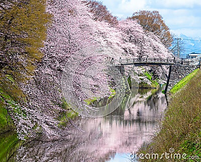 View of Cherry blossom tree near Kajo Park ,Yamagata Stock Photo