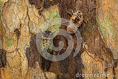 Clsoe up view of a cicada and its chrysalis Stock Photo