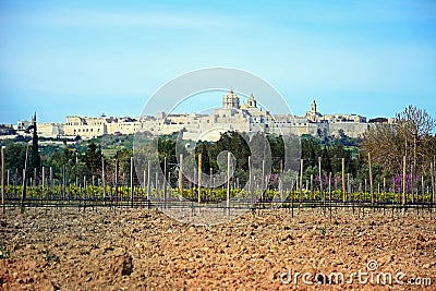 Vineyard and Citadel, Mdina. Stock Photo