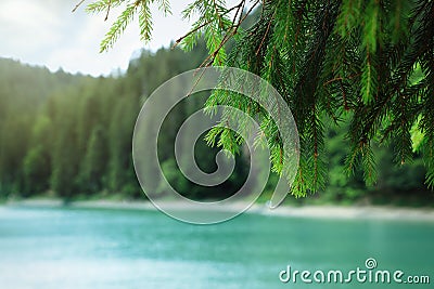 View of clear lake near forest, focus on fir tree Stock Photo