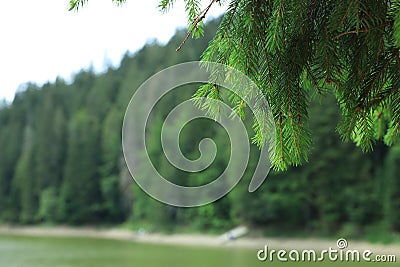 View of clear lake near forest, focus on fir tree Stock Photo