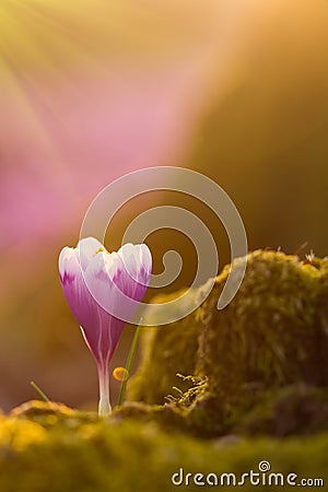 View of close-up magic blooming spring flowers crocus in amazing sunlight. Beautiful spring. Beautiful nature landscape. Magic nat Stock Photo