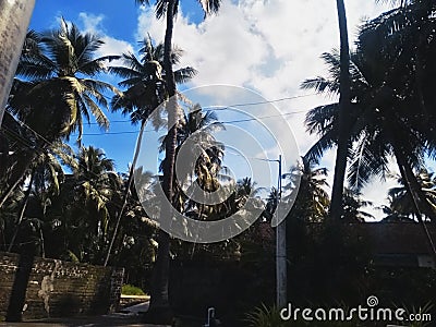 View of coconut tress, nature, sky Stock Photo