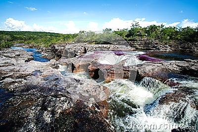 A view of the colorful plants in the CaÃ±o Cristales river Stock Photo