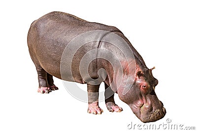 Common hippopotamus isolated on white background Stock Photo