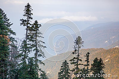 view of the coniferous Stock Photo