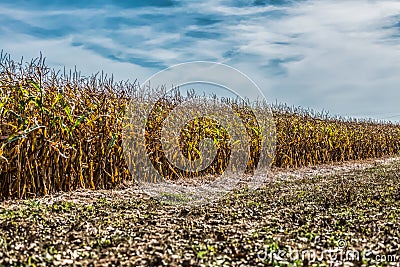 View of cornfield farmland, sky with clouds as background Stock Photo