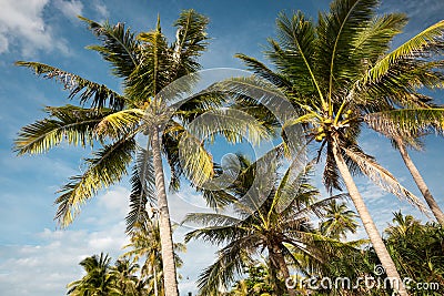 View of a couple of palm trees from below - blue sky - Vietnam Stock Photo