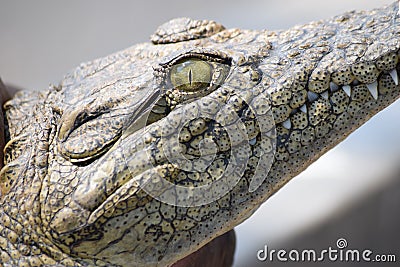 The view of a crocodile Stock Photo