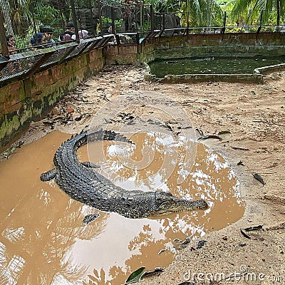 view crocodile at terengganu park Editorial Stock Photo