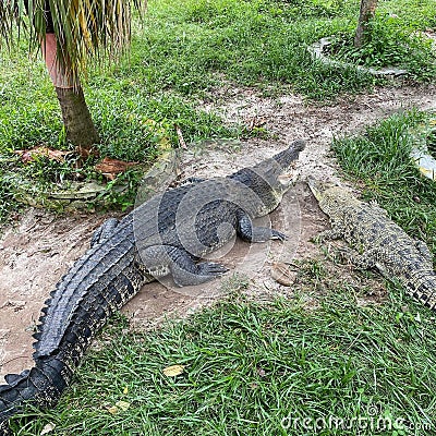 view crocodile at terengganu park malaysia Editorial Stock Photo